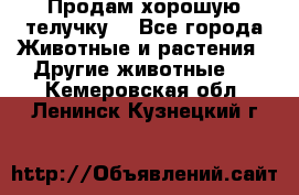 Продам хорошую телучку. - Все города Животные и растения » Другие животные   . Кемеровская обл.,Ленинск-Кузнецкий г.